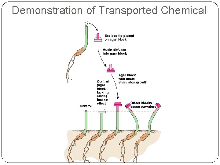 Demonstration of Transported Chemical 