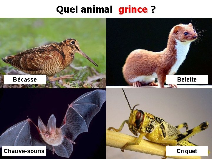 Quel animal grince ? Bécasse Belette Chauve-souris Criquet 