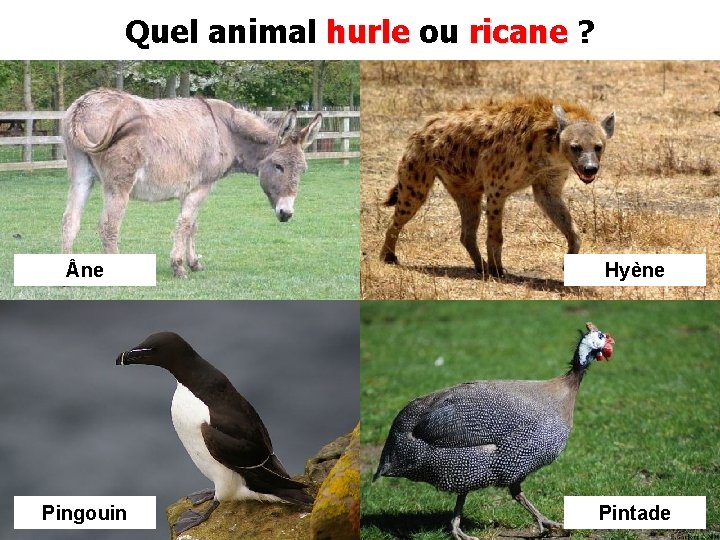 Quel animal hurle ou ricane ? ne Hyène Pingouin Pintade 