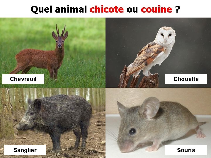 Quel animal chicote ou couine ? Chevreuil Chouette Sanglier Souris 