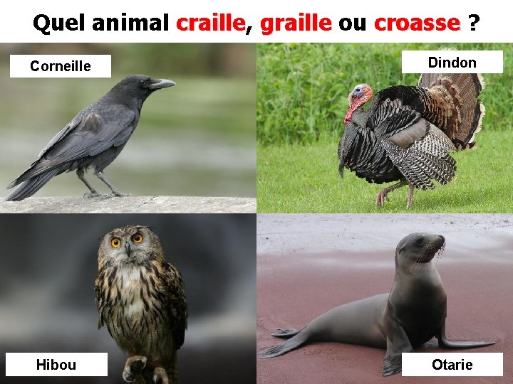 Quel animal craille, craille graille ou croasse ? Corneille Dindon Hibou Otarie 