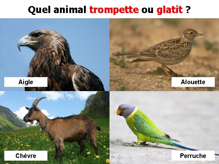 Quel animal trompette ou glatit ? Aigle Alouette Chèvre Perruche 