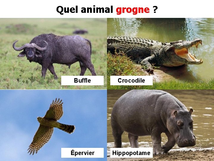 Quel animal grogne ? Buffle Crocodile Épervier Hippopotame 