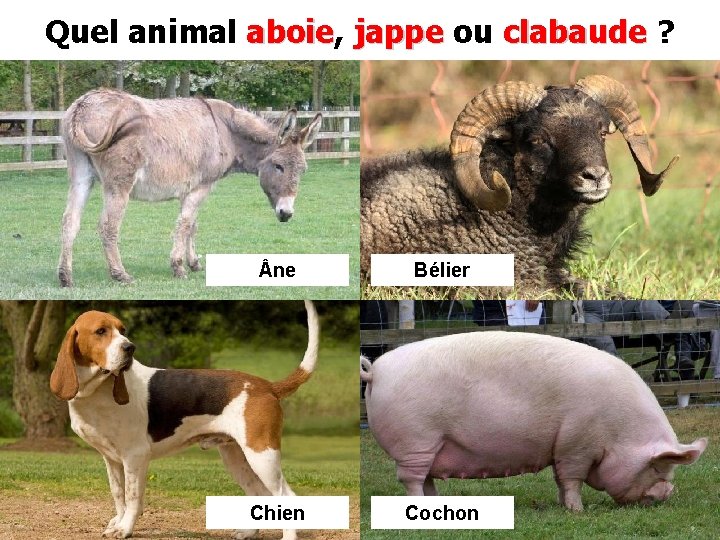 Quel animal aboie, aboie jappe ou clabaude ? ne Bélier Chien Cochon 