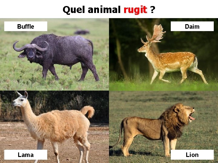 Quel animal rugit ? Buffle Daim Lama Lion 