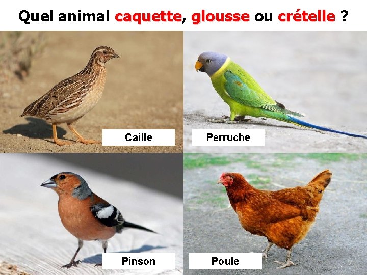 Quel animal caquette, caquette glousse ou crételle ? Caille Perruche Pinson Poule 