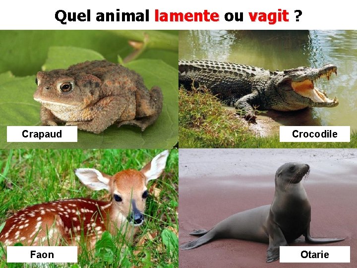 Quel animal lamente ou vagit ? Crapaud Crocodile Faon Otarie 
