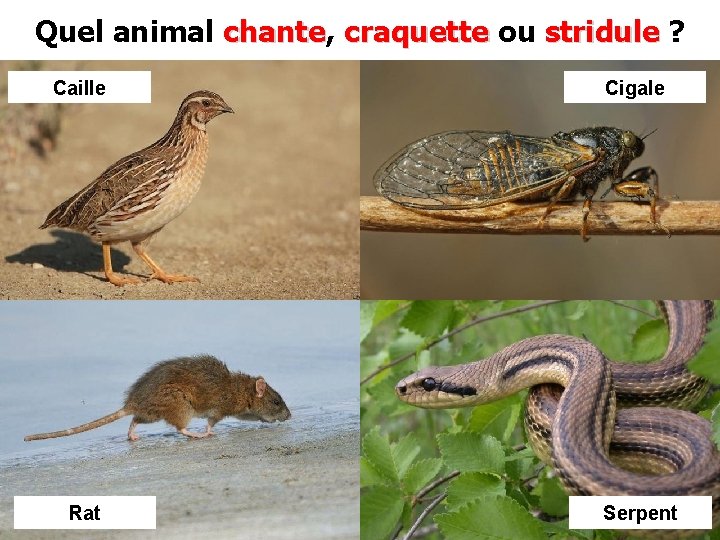 Quel animal chante, chante craquette ou stridule ? Caille Cigale Rat Serpent 