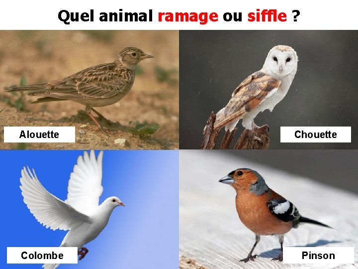 Quel animal ramage ou siffle ? Alouette Chouette Colombe Pinson 