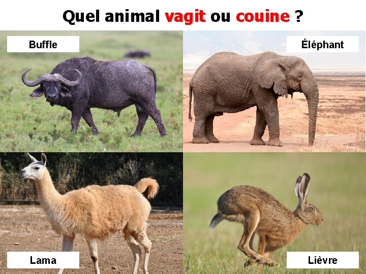 Quel animal vagit ou couine ? Buffle Éléphant Lama Lièvre 