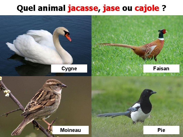 Quel animal jacasse, jacasse jase ou cajole ? Cygne Faisan Moineau Pie 