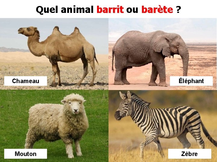 Quel animal barrit ou barète ? Chameau Éléphant Mouton Zèbre 