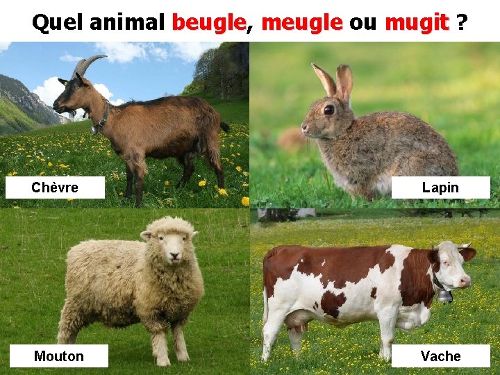 Quel animal beugle, beugle meugle ou mugit ? Chèvre Lapin Mouton Vache 