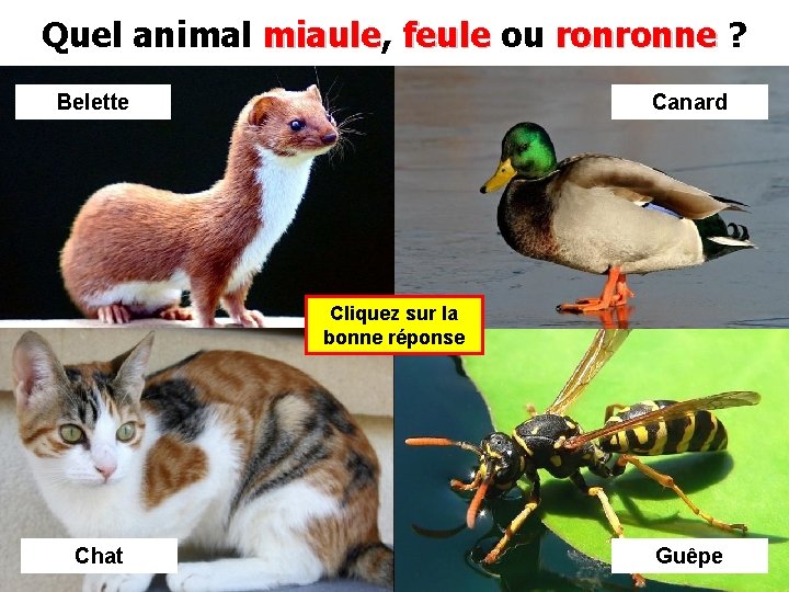 Quel animal miaule, miaule feule ou ronronne ? Belette Canard Cliquez sur la bonne