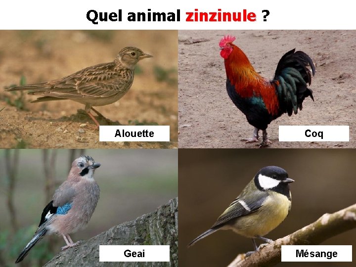 Quel animal zinzinule ? Alouette Coq Geai Mésange 