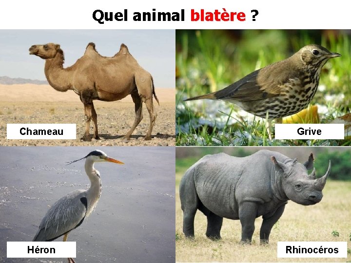 Quel animal blatère ? Chameau Grive Héron Rhinocéros 