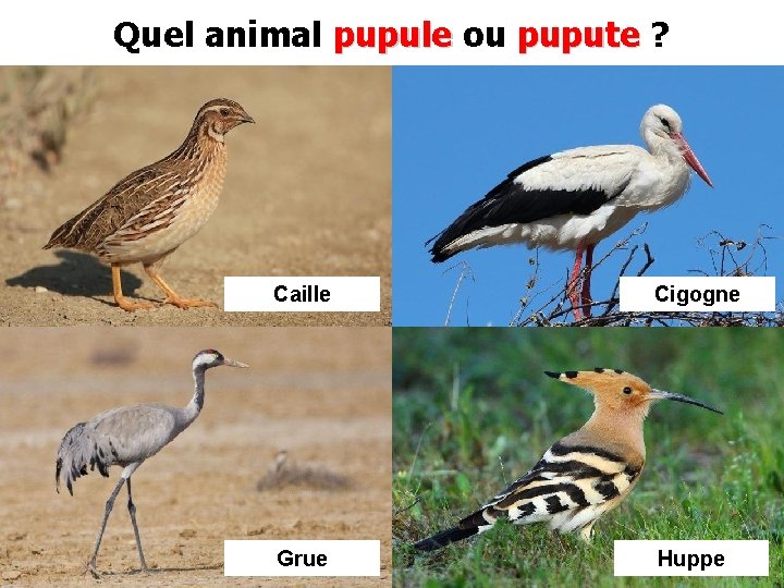 Quel animal pupule ou pupute ? Caille Cigogne Grue Huppe 