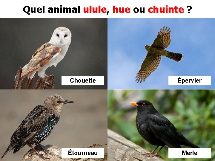 Quel animal ulule, ulule hue ou chuinte ? Chouette Épervier Étourneau Merle 