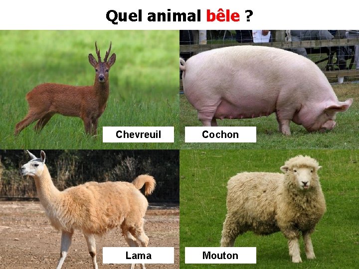 Quel animal bêle ? Chevreuil Cochon Lama Mouton 
