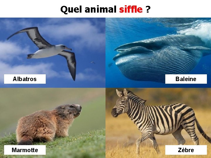Quel animal siffle ? Albatros Baleine Marmotte Zèbre 