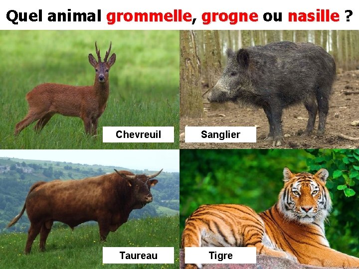 Quel animal grommelle, grommelle grogne ou nasille ? Chevreuil Sanglier Taureau Tigre 