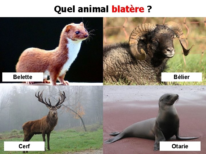 Quel animal blatère ? Belette Bélier Cerf Otarie 