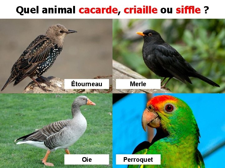 Quel animal cacarde, cacarde criaille ou siffle ? Étourneau Merle Oie Perroquet 