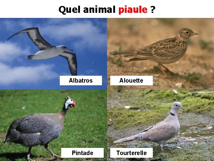 Quel animal piaule ? Albatros Alouette Pintade Tourterelle 