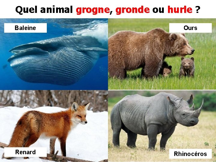 Quel animal grogne, grogne gronde ou hurle ? Baleine Ours Renard Rhinocéros 