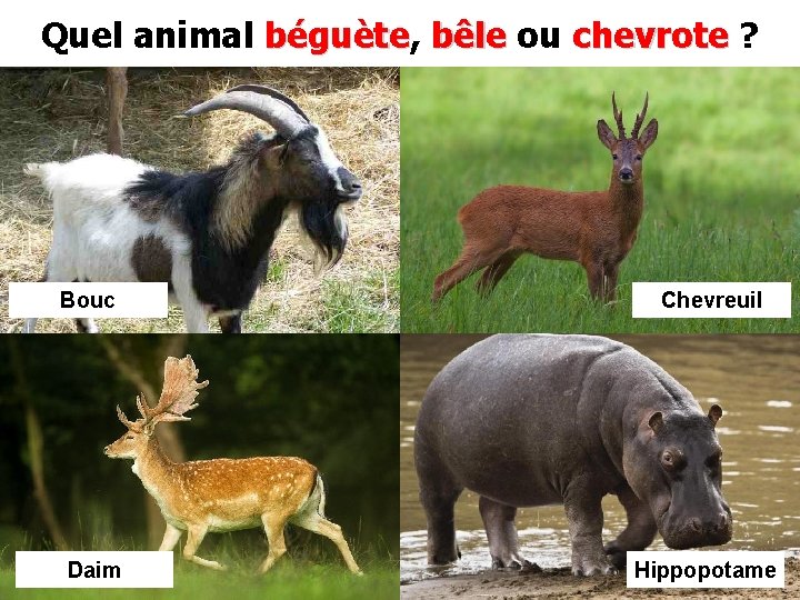 Quel animal béguète, béguète bêle ou chevrote ? Bouc Chevreuil Daim Hippopotame 