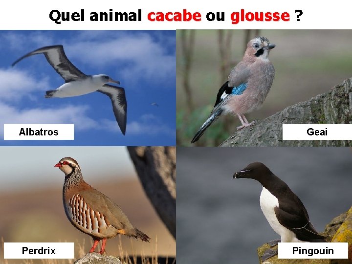 Quel animal cacabe ou glousse ? Albatros Perdrix Geai Pingouin 