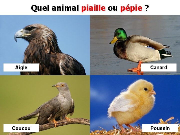 Quel animal piaille ou pépie ? Aigle Canard Coucou Poussin 