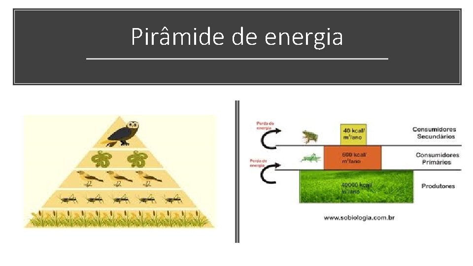 Pirâmide de energia Pirâmide de energia