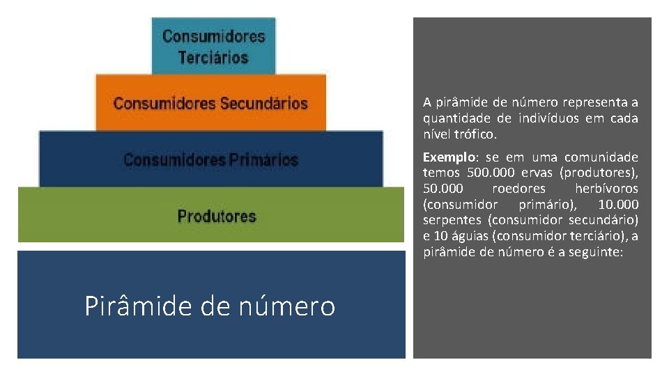 A pirâmide de número representa a quantidade de indivíduos em cada nível trófico. Exemplo: A pirâmide de número representa a quantidade de indivíduos em cada nível trófico. Exemplo: