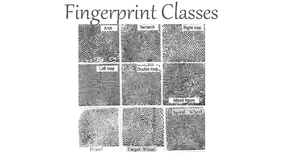 Fingerprint Classes 