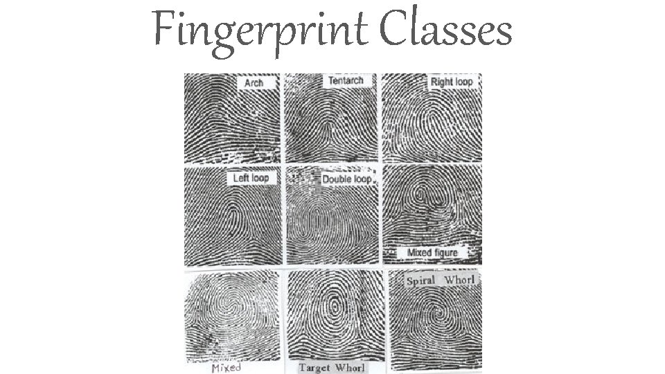 Fingerprint Classes 