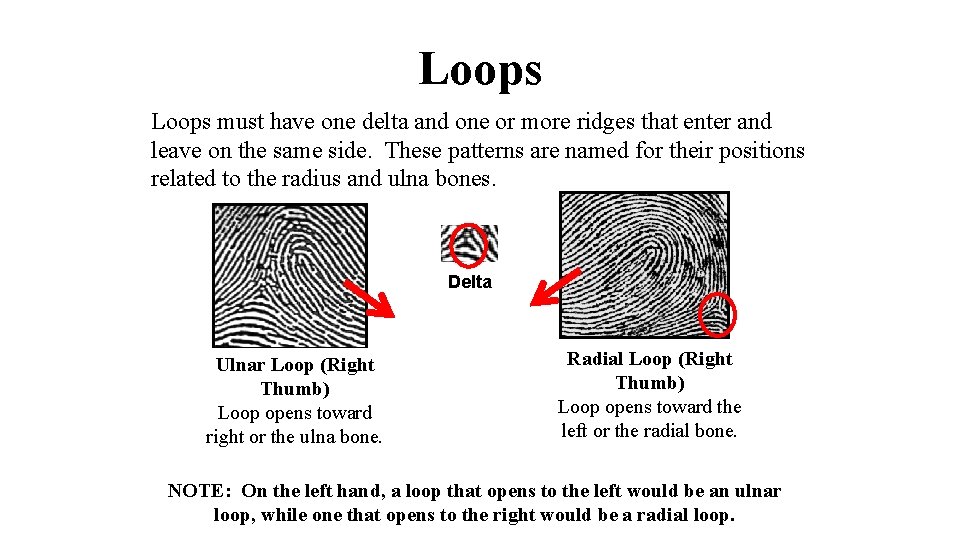 Loops must have one delta and one or more ridges that enter and leave