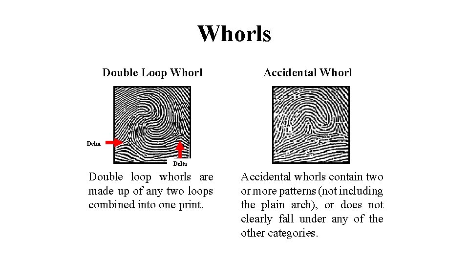 Whorls Double Loop Whorl Accidental Whorl Delta Double loop whorls are made up of