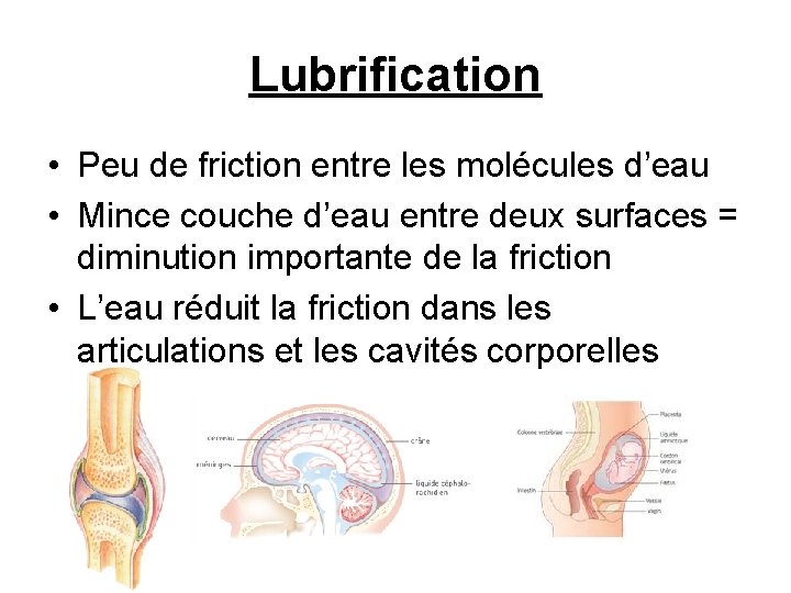 Lubrification • Peu de friction entre les molécules d’eau • Mince couche d’eau entre