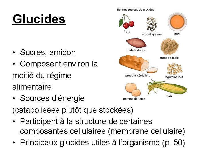 Glucides • Sucres, amidon • Composent environ la moitié du régime alimentaire • Sources