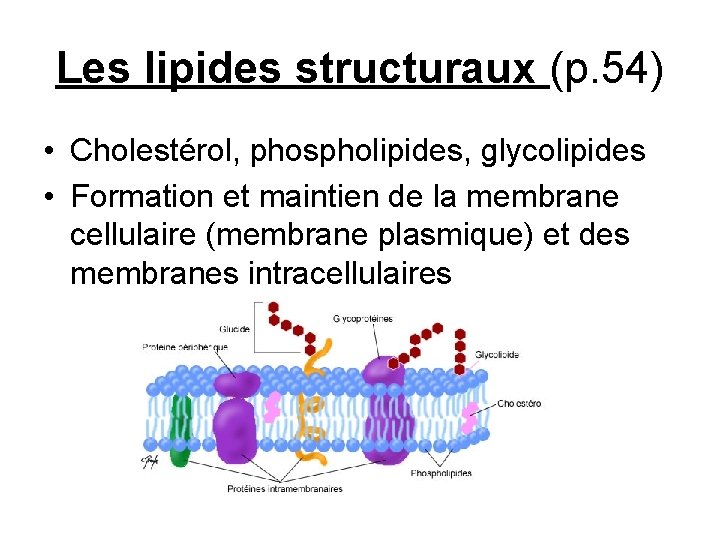 Les lipides structuraux (p. 54) • Cholestérol, phospholipides, glycolipides • Formation et maintien de