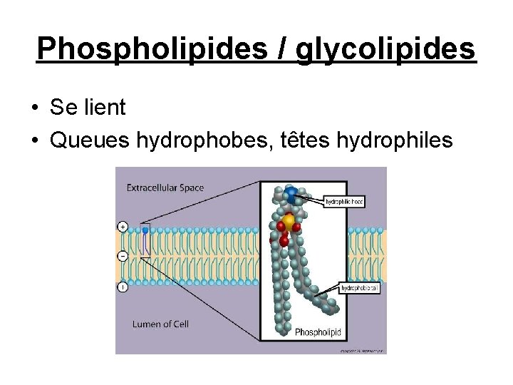 Phospholipides / glycolipides • Se lient • Queues hydrophobes, têtes hydrophiles 