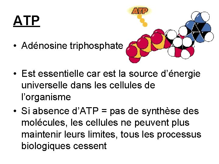 ATP • Adénosine triphosphate • Est essentielle car est la source d’énergie universelle dans