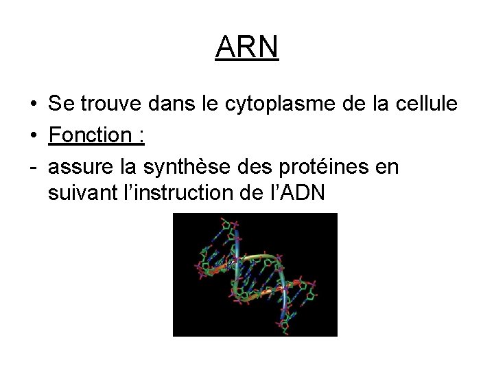 ARN • Se trouve dans le cytoplasme de la cellule • Fonction : -