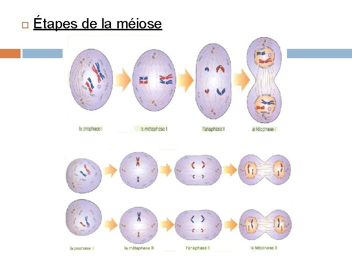  Étapes de la méiose 