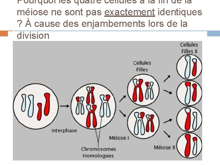 Pourquoi les quatre cellules à la fin de la méiose ne sont pas exactement