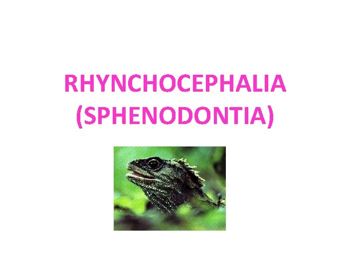 RHYNCHOCEPHALIA (SPHENODONTIA) 