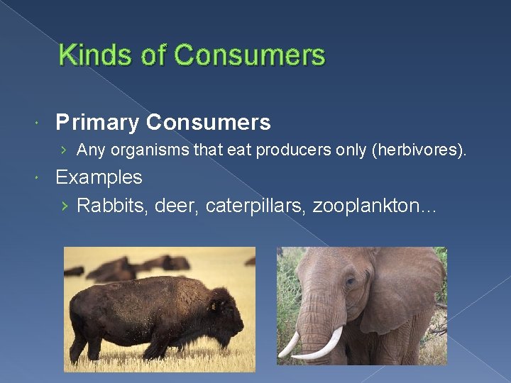 Kinds of Consumers Primary Consumers › Any organisms that eat producers only (herbivores). Examples