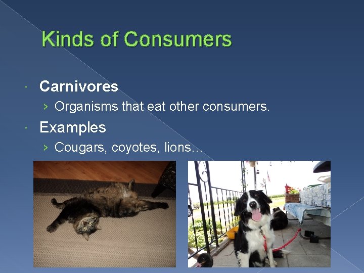 Kinds of Consumers Carnivores › Organisms that eat other consumers. Examples › Cougars, coyotes,