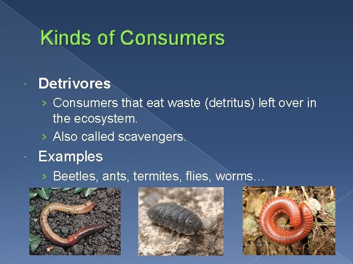 Kinds of Consumers Detrivores › Consumers that eat waste (detritus) left over in the